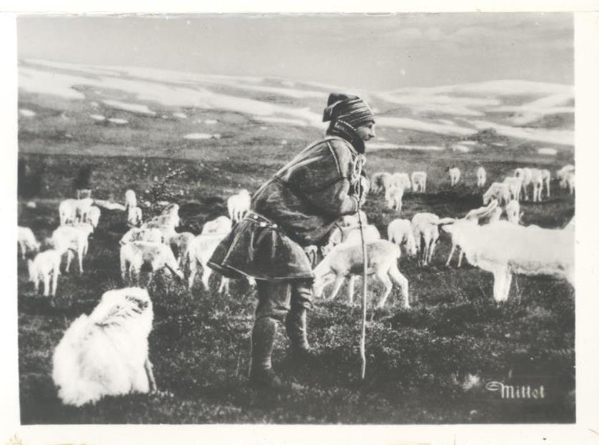 Norge. Lapp med renhjord (Same mit Renhirsch)