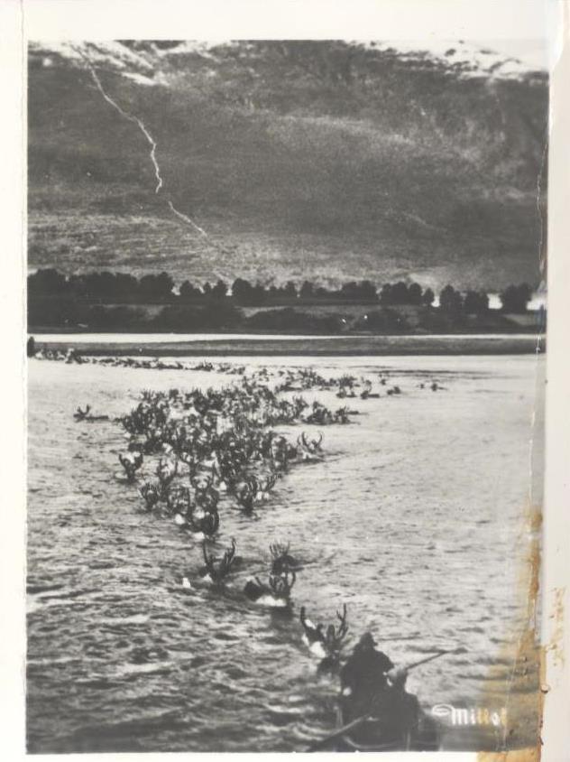 Norge. Renflokk (Rentierherde im Gewässer)