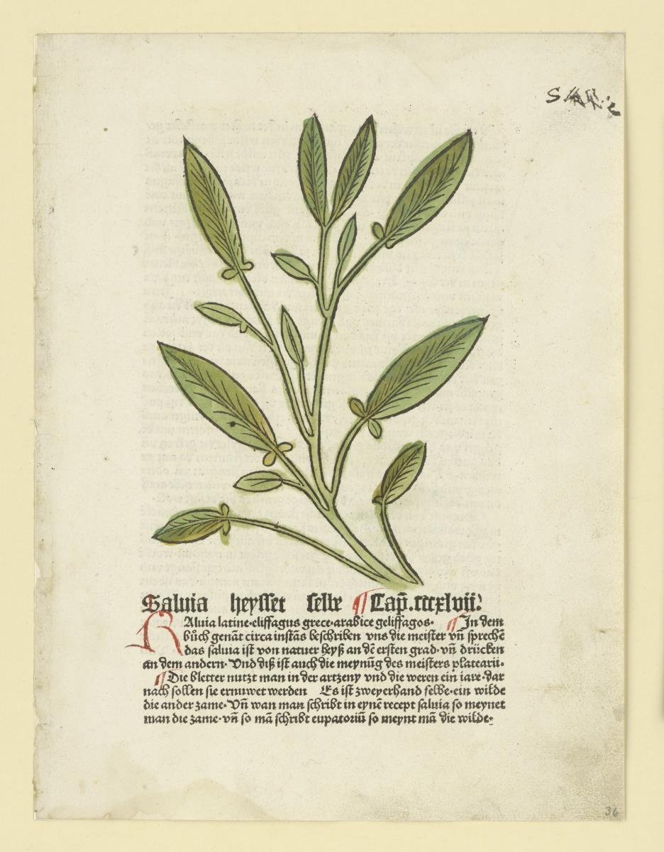 Salbei (Buchillustration)