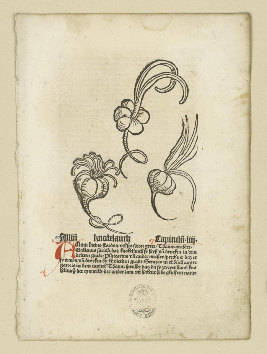 Knoblauch aus: Johannes de Cuba: Hortus sanitatis. 1485