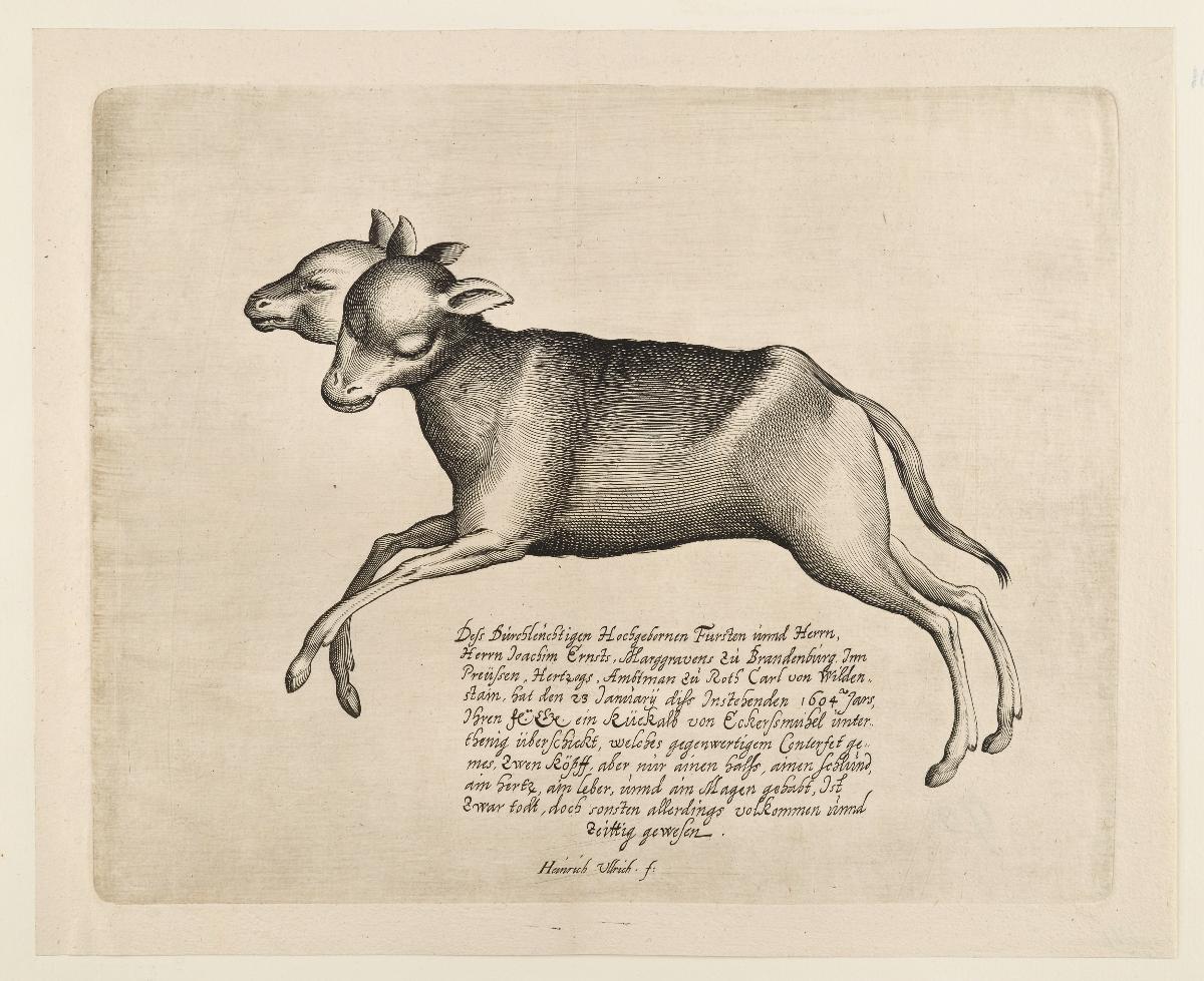 Kalb mit zwei Köpfen, geboren am 23. Januar 1604