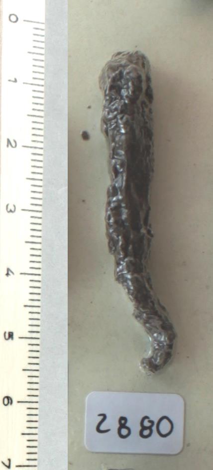 Trensenfragment