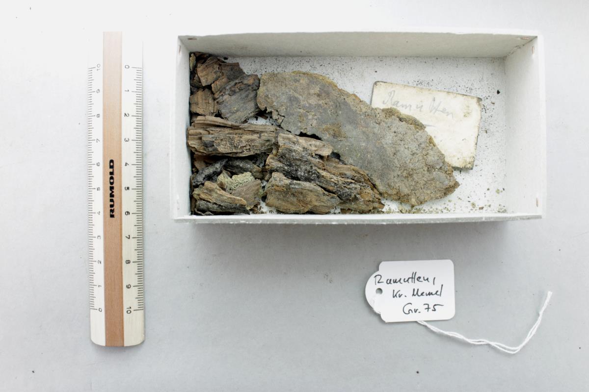 Knochen-Fragment und Holz-Fragmente