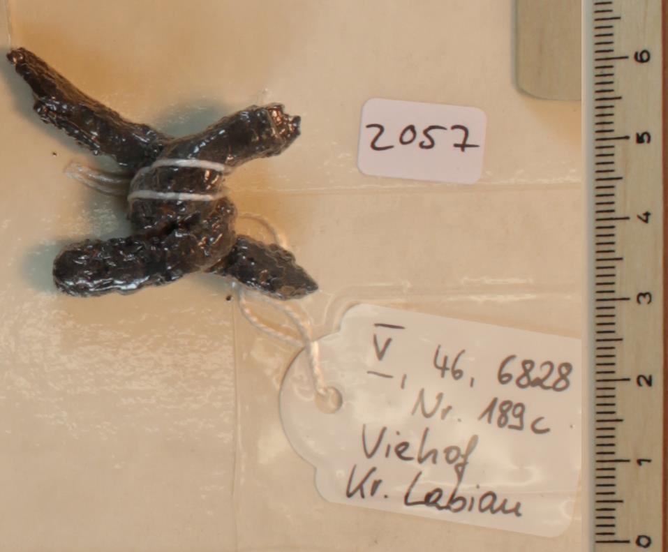 Steigbügelfragment