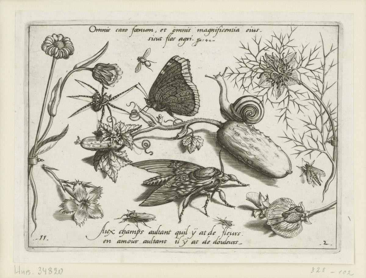 Ringelblume Calendula officinalis L.) - Wolfsspinne oder Jagdspinne (Arachnoidea Lycosidae oder/or Pisauridae) - Zweiflügler (Diptera) - Trauermantel (Lepidoptera Nymphalidae Nymphalis antiopa) - Hainschnecke (Gastropoda Pulmonata Helicidae Cepaea spec.) - Jungfer im Grünen (Nigella damascena L.) - Garten-Kürbis (Cucurbita pepo L.) - Garten-Nelke (Dianthus caryophyllus L.) - Zweiflügler (Diptera) - Schwärmer (Lepidoptera Sphingidae) - Hautflügler (Hymenoptera) - Garten-Erbse (Pisum sativum L.) - Schnepfenfliege (Diptera Rhagionidae) (= Archetypa Stvdiaqve Patris Georgii Hoefnagelii Iacobus F - PARS II, 11)