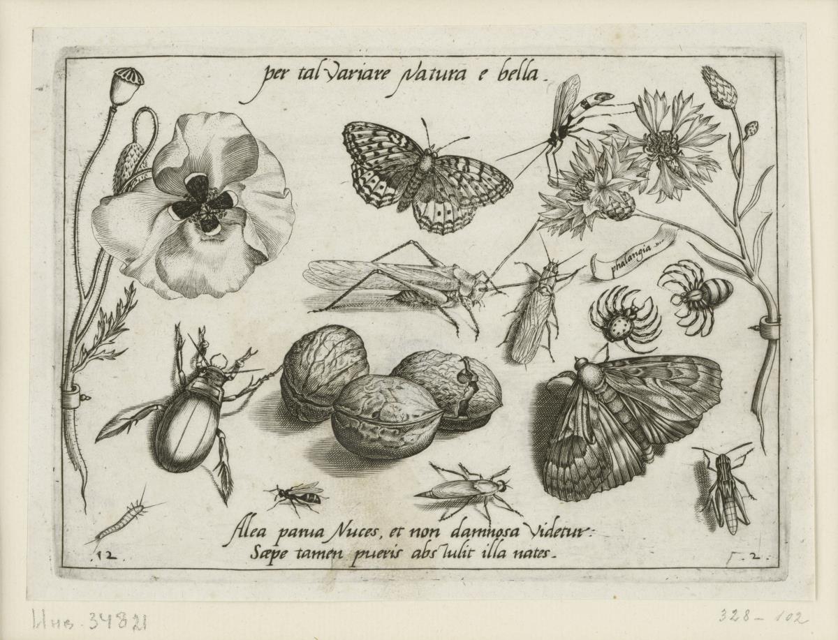 Klatschmohn (Papaver rhoeas L.) - Edelfalter (Lepidoptera Nymphalidae) - Schlupfwespe (Hymenoptera Ichneumonidae) - Kornblume (Centaurea cyanus L.) - Singschrecke (Orthoptera Ensifera Tettigonia) - Steinfliege (Plecoptera) - Spinne (Arachnoidea) - Silberfischchen (Zygentoma Lepisma) - Gelbrandkäfer (Coleoptera Dytiscidae Dytiscus Great) - Wespe (Hymenoptera Vespidae) - Walnuß (Steinkern) (Juglans regia L.) - Raubfliege (?) (Diptera Asiliae (?)) - Eule (?) (Lepidoptera Noctuidae (?)) - Feldheuschrecke (?) (Orthoptera Caelifera (?)) (= Archetypa Stvdiaqve Patris Georgii Hoefnagelii Iacobus F - PARS II, 12)