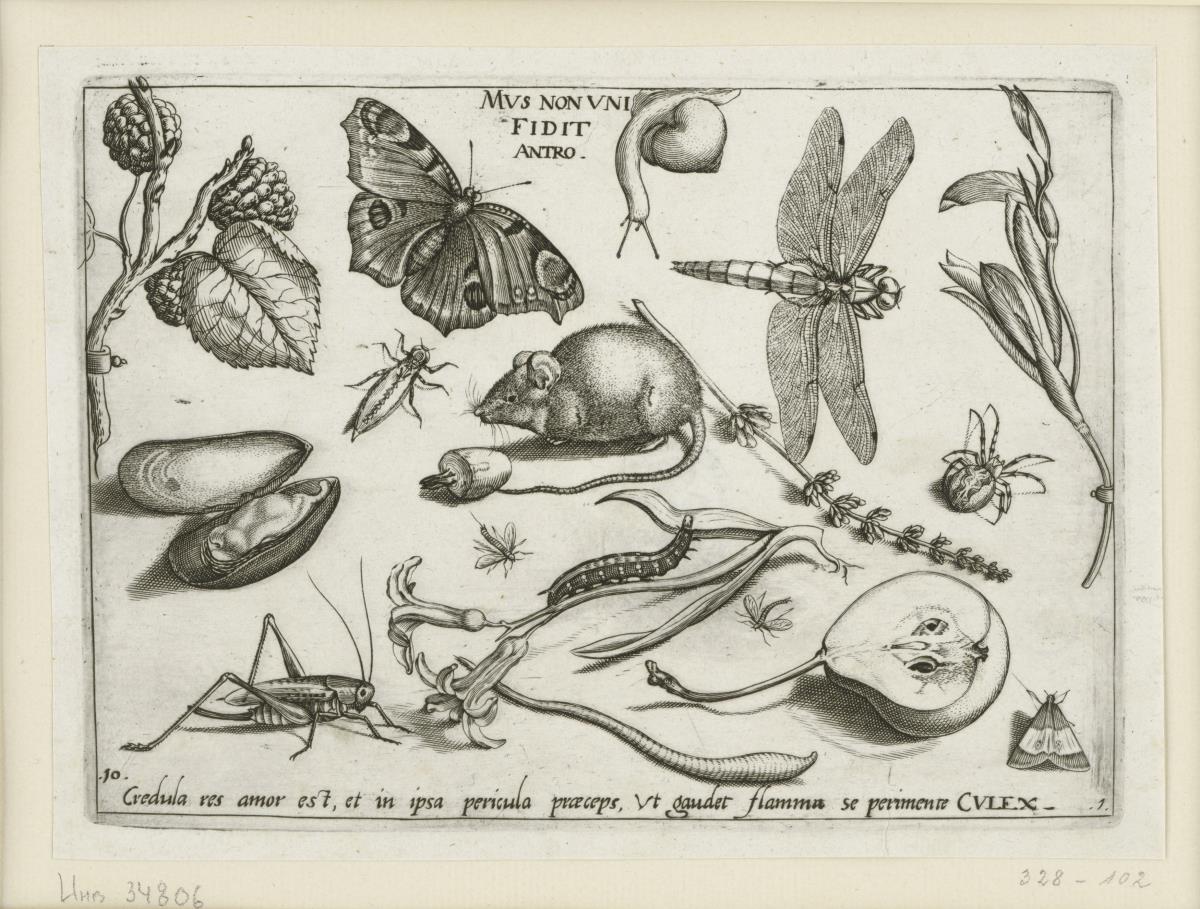 Schwarze Maulbeere (Morus nigra L.) - Tagpfauenauge (Lepidoptera Nymphalidae Inachis io) - Phantasieschnecke) - Großlibelle (Larve) (Odonata Anisoptera Libellulidae) - Gladiole (Gladiolus spec.) - Miesmuschel (Bivalvia Mytilidae Mytilus edulis L.) - Großlibelle (Larve) (Odonata Anisoptera Libellulidae) - Kerze) - Eintagsfliege (?) (Ephemeroptera (?)) - Hausmaus (Muridae Mus musculus) - Lavendel (Lavandula angustifolia MILL.) - Spinne (Arachnoidea) - Warzenbeißer (?) (Orthoptera Ensifera Decticus (?)) - Hyazinthe (Hyacinthus orientalis L.) - Nicht bestimmbares Objekt) - Labkrautschwärmer (Raupe) (Lepidoptera Sphingidae Hyles gallii) - Eintagsfliege (Ephemeroptera) - Birne (Pyrus communis (L.) BATSCH) - Zünslerartige (Lepidoptera Pyraloidea) (= Archetypa Stvdiaqve Patris Georgii Hoefnagelii Iacobus F - PARS I,10)