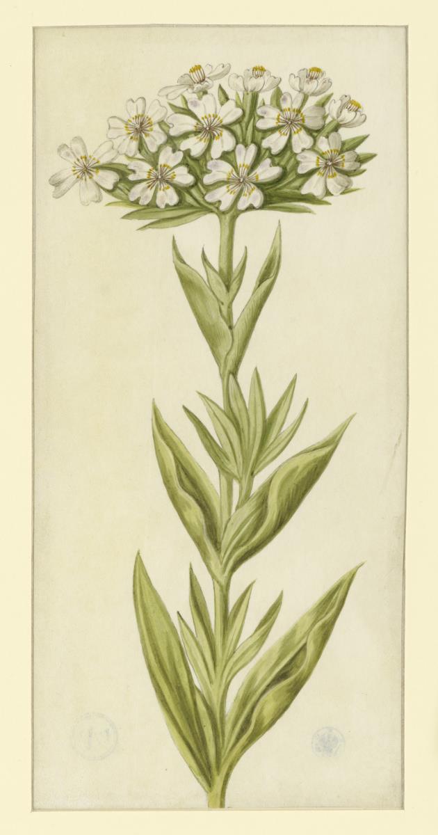 Primel (primula), weiß