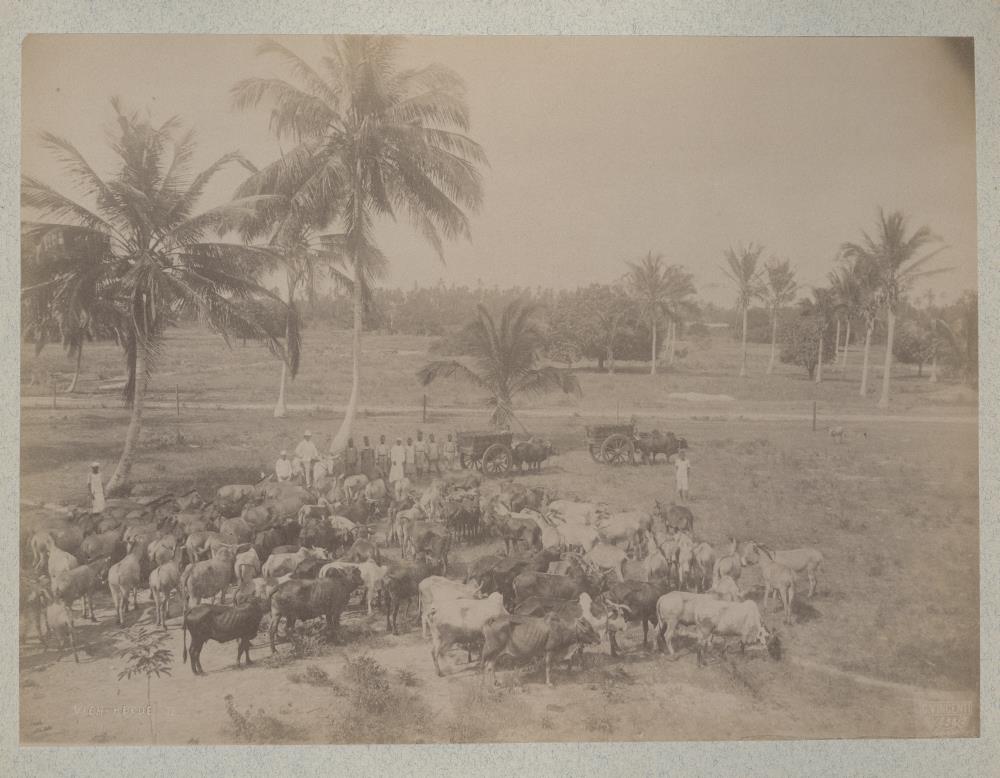 Vieh-Herde