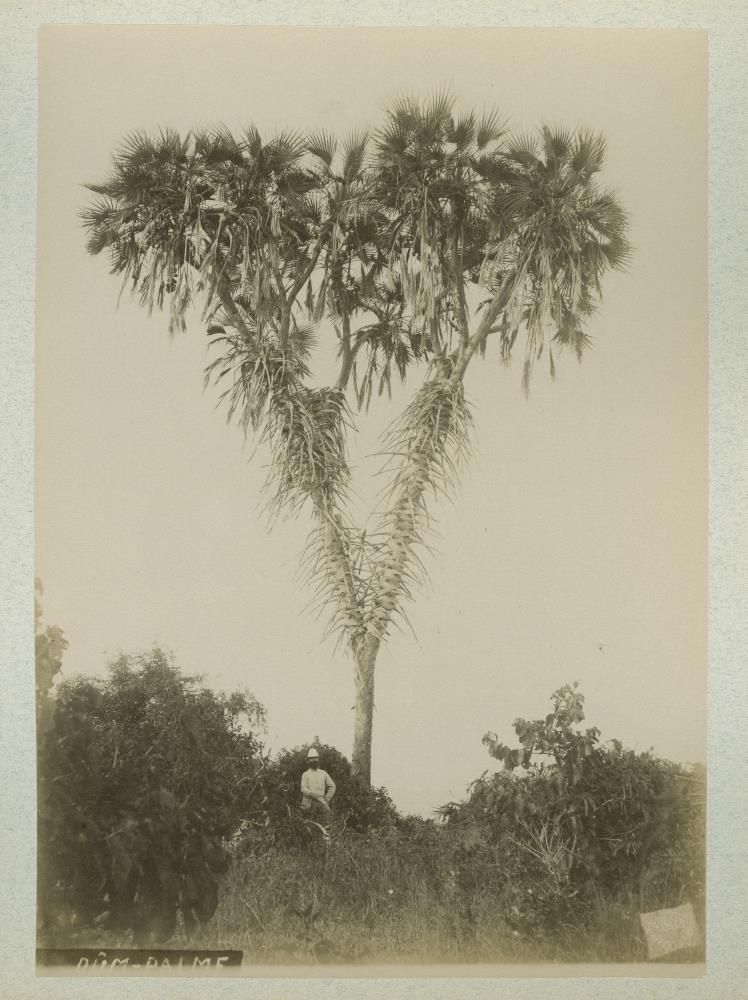 Dum-Palme