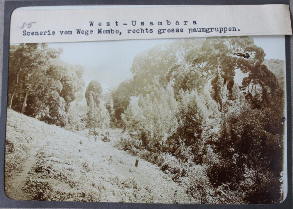 West-Usambara. Scenerie v. Wege Mombo, rechts grosse Baumgruppen