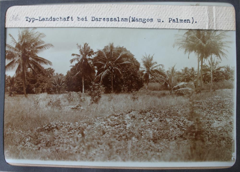 Typ.-Landschaft bei Daressalam (Mangos u. Palmen)