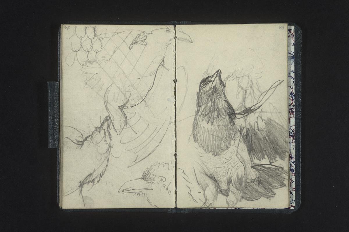 Vogel- und Rabenstudien, Maschenzaun der Voliere