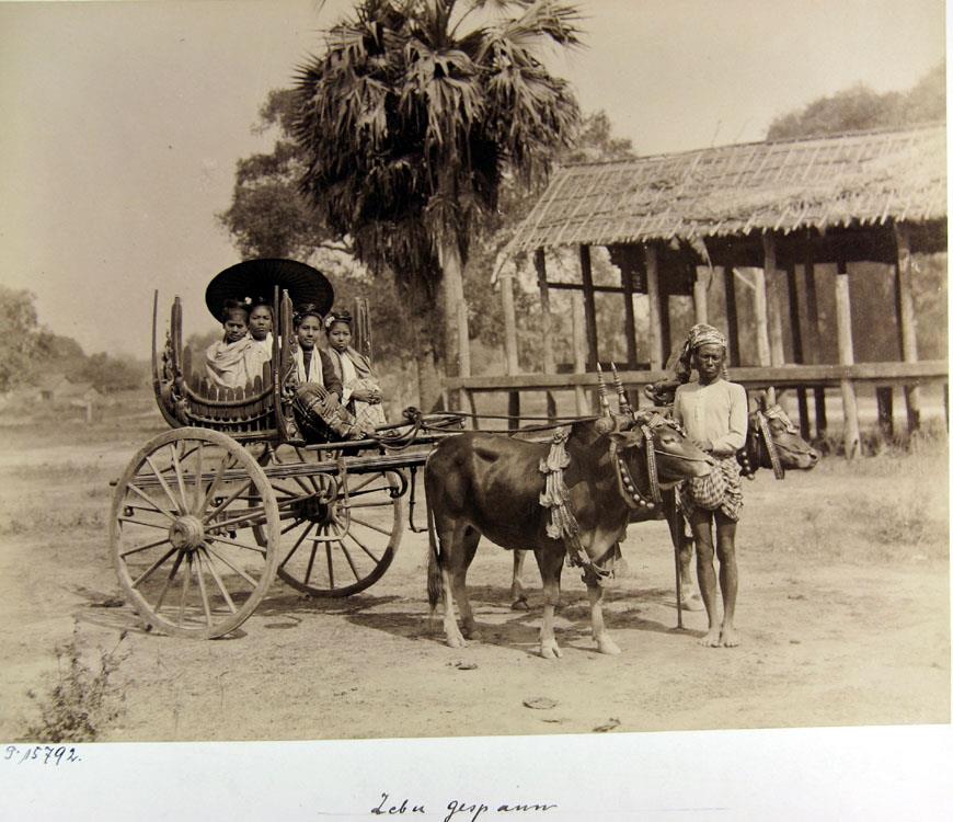 Zebu Gespann