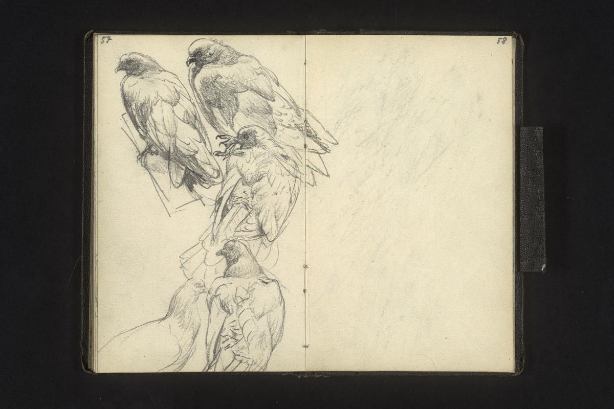 Vogelstudien (Taube)