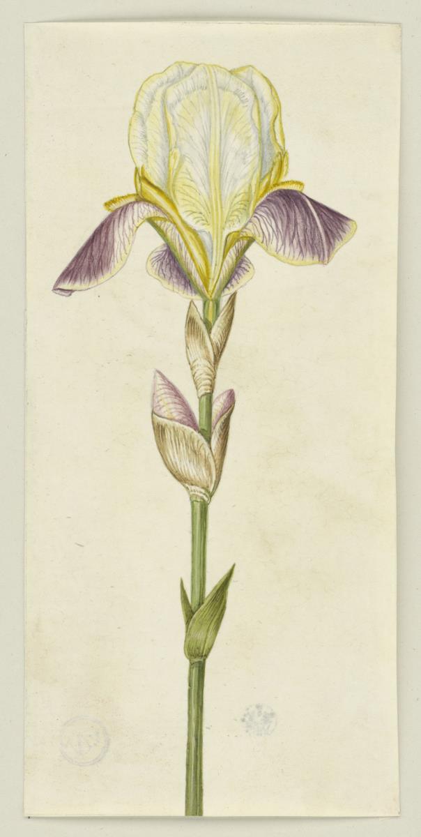 Liliaceen