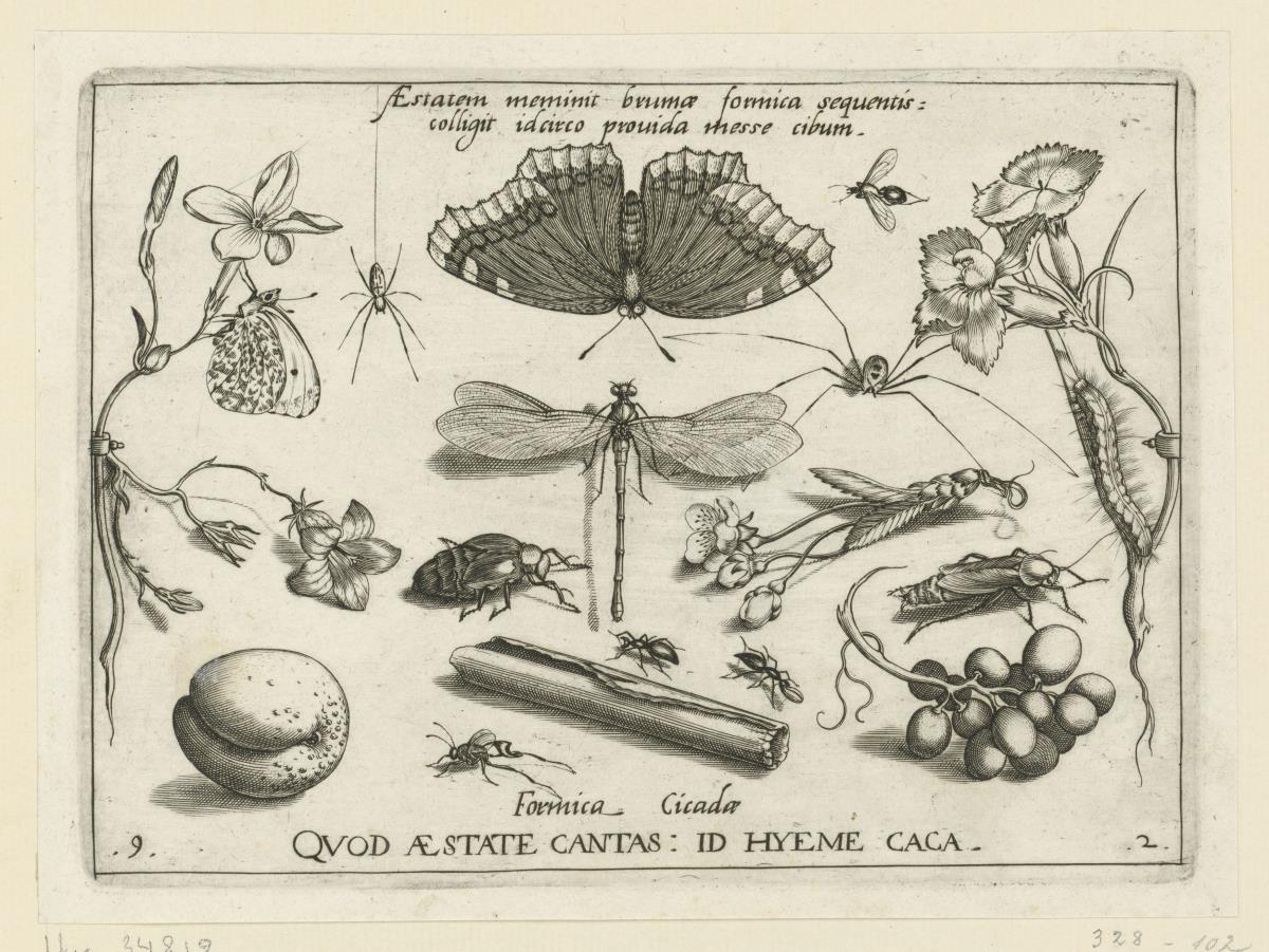 Echter Jasmin (Jasminum officinale L.) - Aurorafalter (Lepidoptera Pieridae Anthocharis cardimines) - Kreuzspinne (Arachnoidea Araneidae) - Trauermantel (Lepidoptera Nymphalidae Nymphalis antiopa) - Gallwespe (?) (Hymenoptera Cynipidae (?)) - Spinne (Arachnoidea) - Garten-Nelke (Dianthus caryophyllus L.) - Glockenblume (Campanula spec.) - Ölkäfer (Coleoptera Meloidae Meloe) - Kleinlibelle (Odonata Zygoptera Calopterygidae Calopteryx) - Süßkirsche (Prunus avium L.) - Küchenschabe (?) Blattariae Blattidae Blatta orientalis (?)) - Aprikose (Prunus armeniaca L.) - Ameise (Hymenoptera Formicidae) - Rinde des Zimtbaumes (Cinnamomum spec.) - Weintrauben (Vitis vinifera L.) (= Archetypa Stvdiaqve Patris Georgii Hoefnagelii Iacobus F - PARS II, 9)