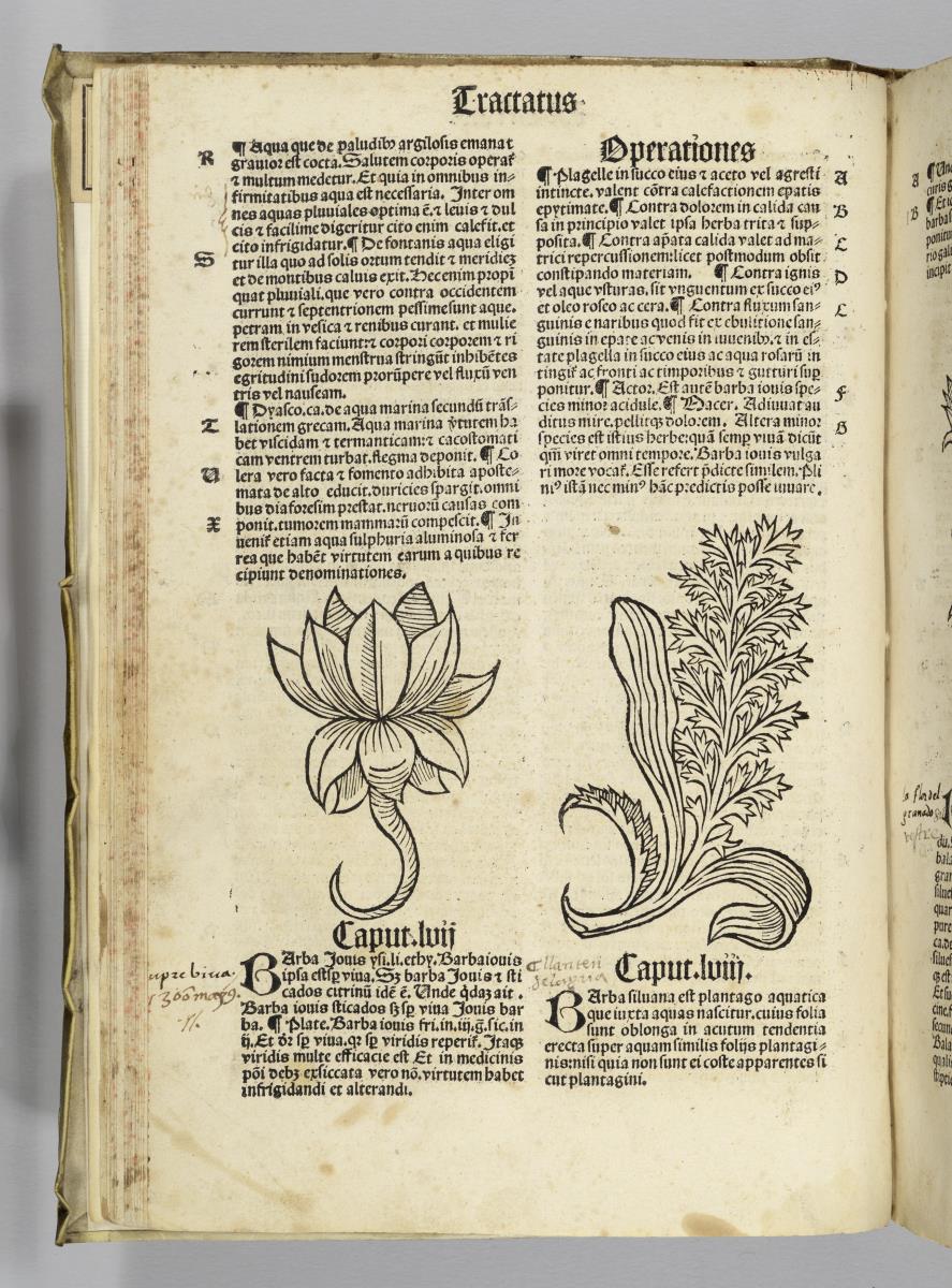 Joh. Cuba: (H) Ortus sanitatis. Reinhard Beck: Strassburg 1517