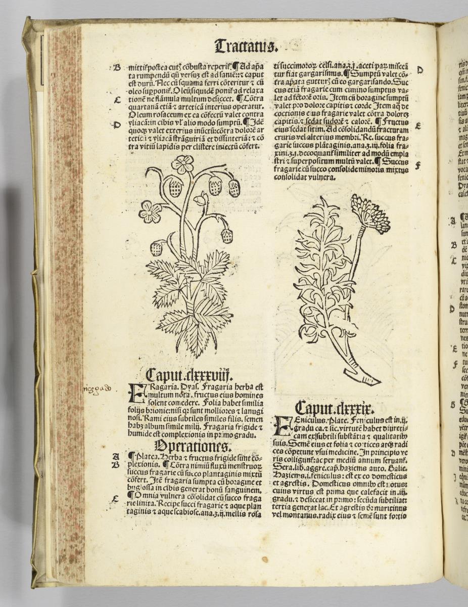 Joh. Cuba: (H) Ortus sanitatis. Reinhard Beck: Strassburg 1517
