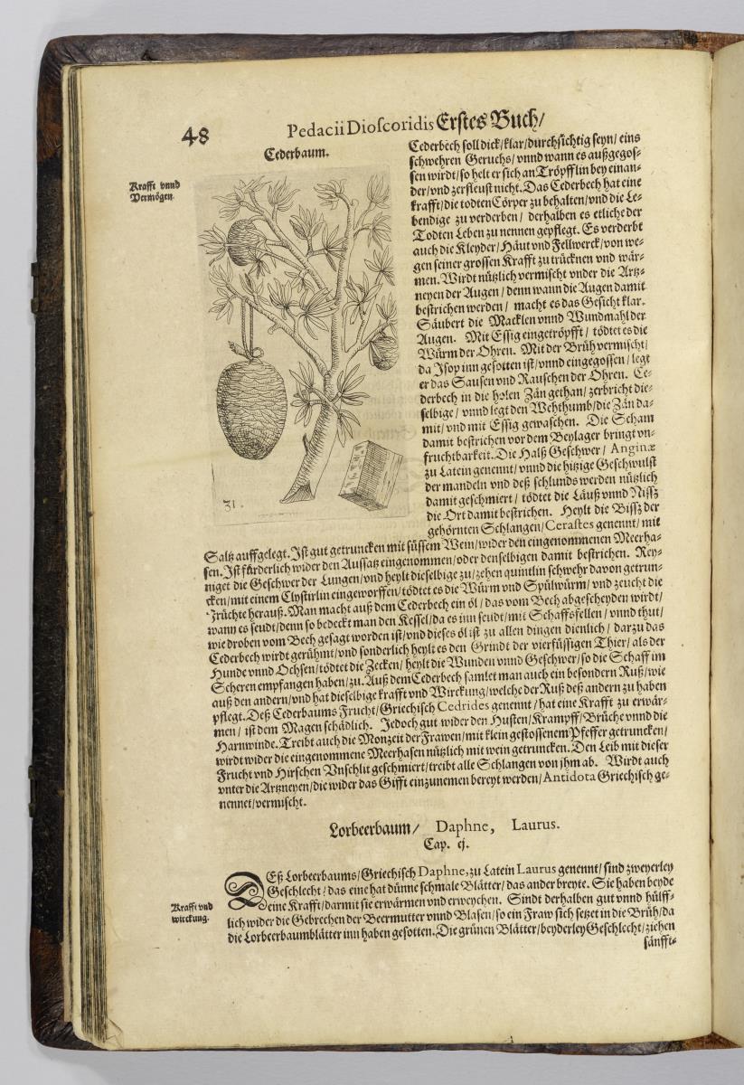 Cederbaum. in: Johannes Danzium u. Petro Uffenbach: Kräuterbuch. Conrad Corthoys: Frankfurt 1610