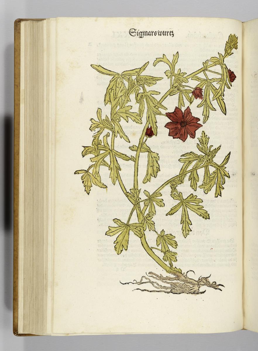 Sigmarswurz. in: Otto Brunfels: Contrafayt Kreuterbuch ... Johannes Schott: Strassburg 1532 und 1537