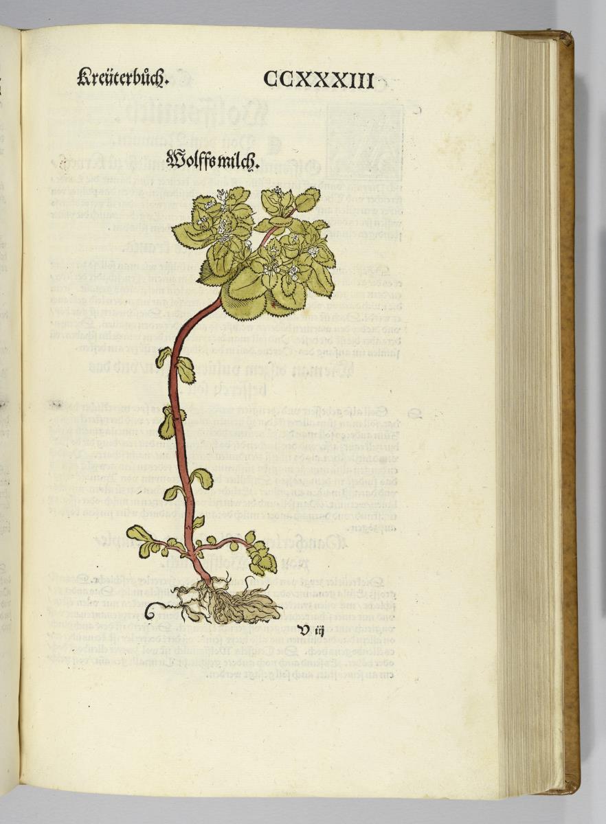 Wolfsmilch. in: Otto Brunfels: Contrafayt Kreuterbuch ... Johannes Schott: Strassburg 1532 und 1537