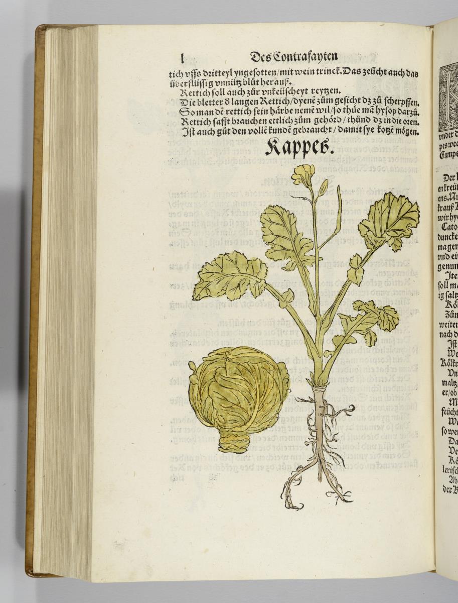 Kappeskraut. in: Otto Brunfels: Contrafayt Kreuterbuch ... Johannes Schott: Strassburg 1532 und 1537
