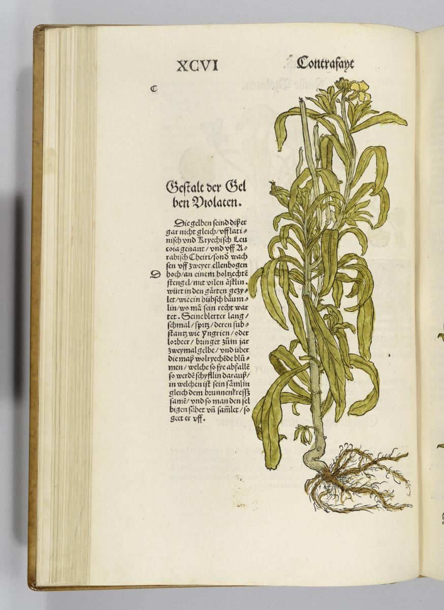 Gelbe Violate. in: Otto Brunfels: Contrafayt Kreuterbuch ... Johannes Schott: Strassburg 1532 und 1537