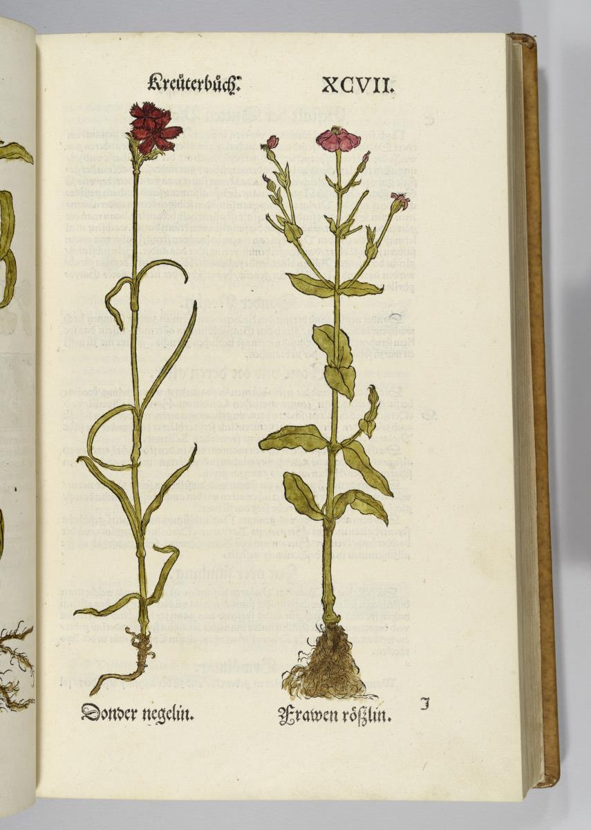 Sonder negelin, Frawen roeslin. in: Otto Brunfels: Contrafayt Kreuterbuch ... Johannes Schott: Strassburg 1532 und 1537