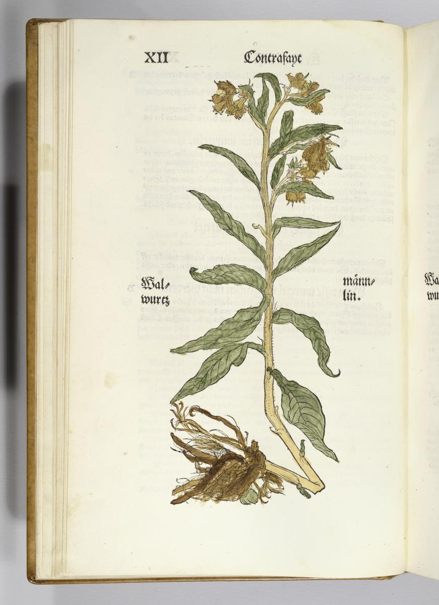 Wallwurz, männlin. in: Otto Brunfels: Contrafayt Kreuterbuch ... Johannes Schott: Strassburg 1532 und 1537