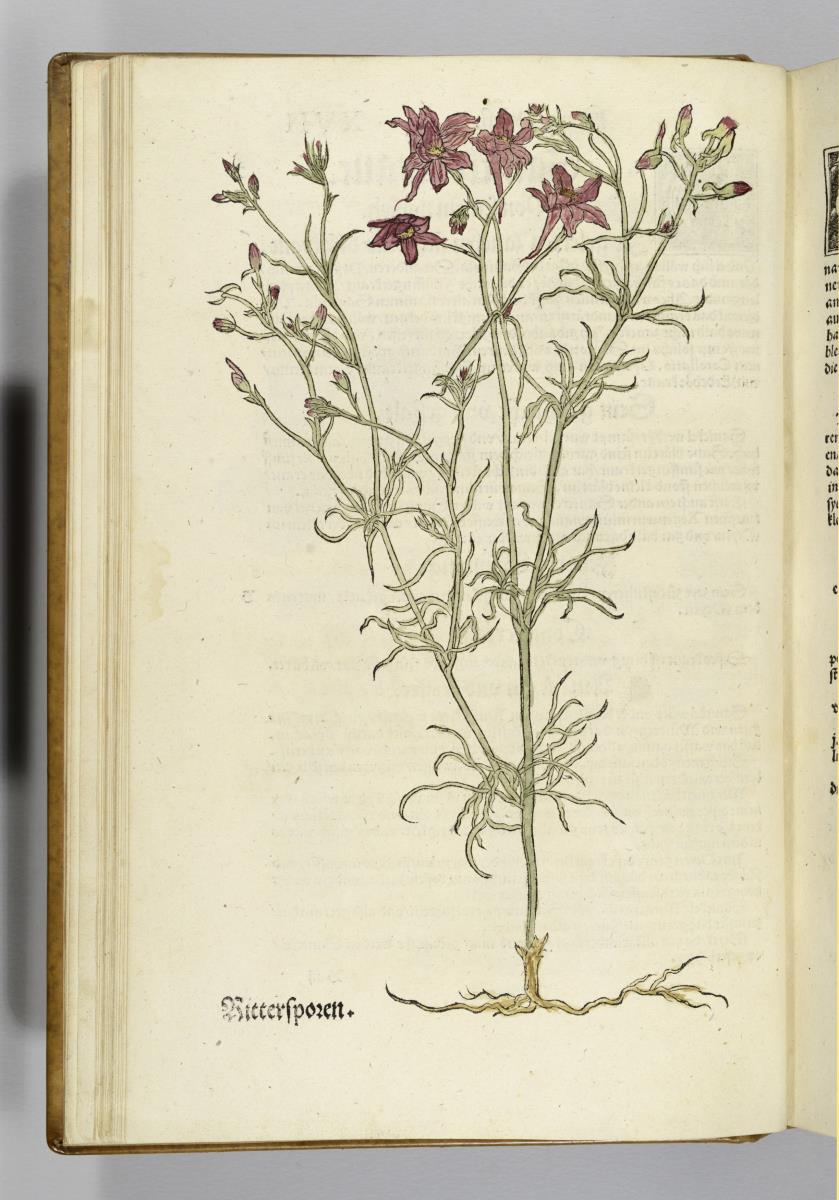 Rittersporn. in: Otto Brunfels: Contrafayt Kreuterbuch ... Johannes Schott: Strassburg 1532 und 1537