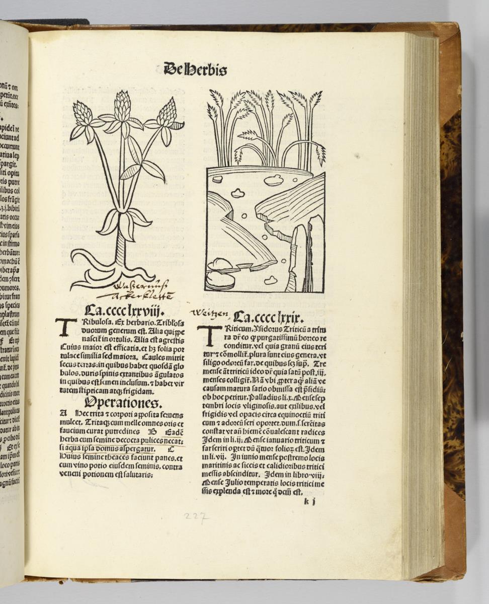 Hortus sanitatis. Mainz: Jakob Meydenbach. 23.VI.1491.