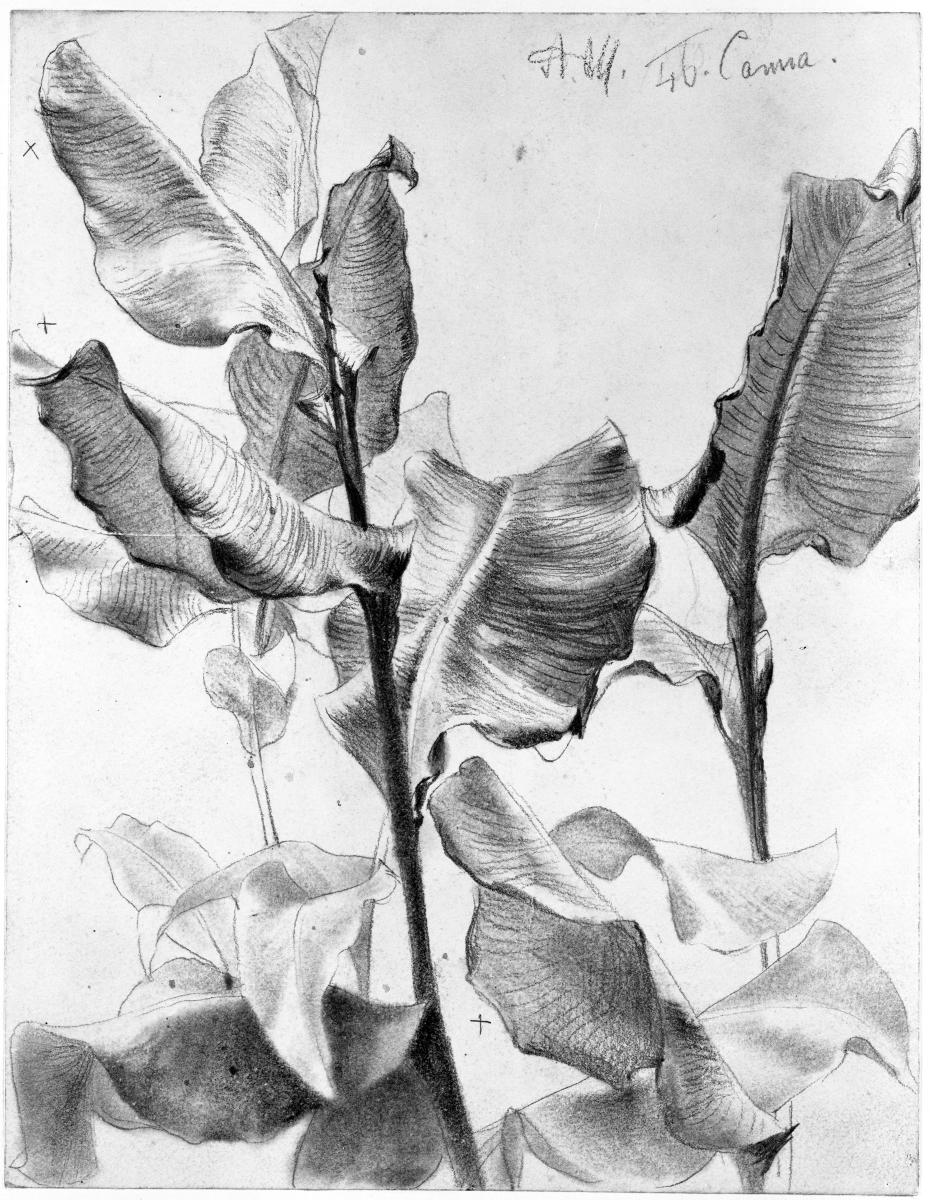 Blattstudie Canna