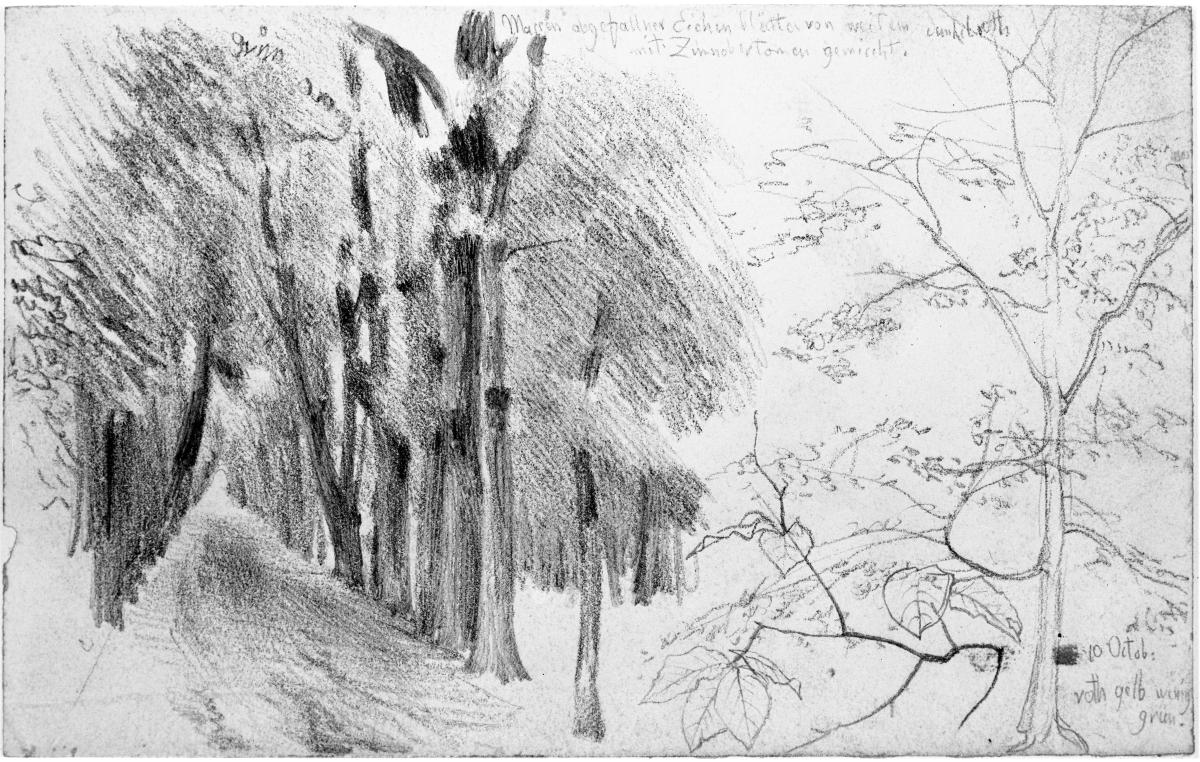 Baumalle und Baumgruppe
