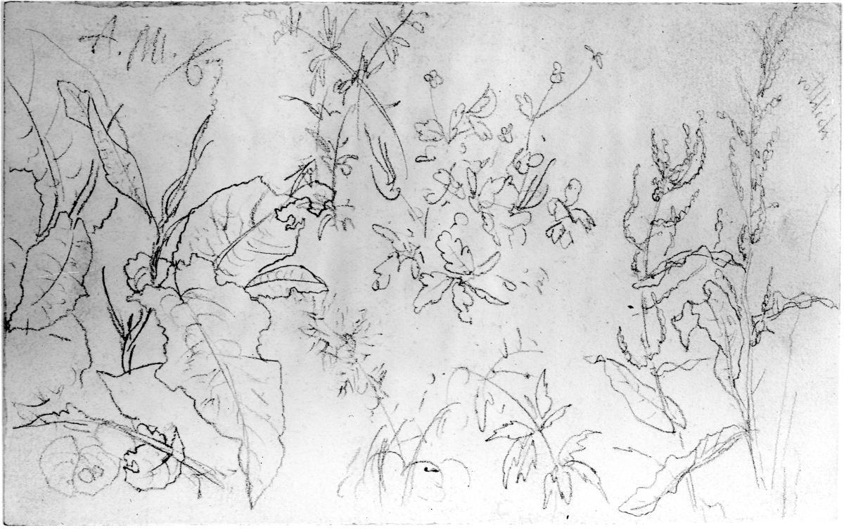 Blatt- und Kräuterpflanzen