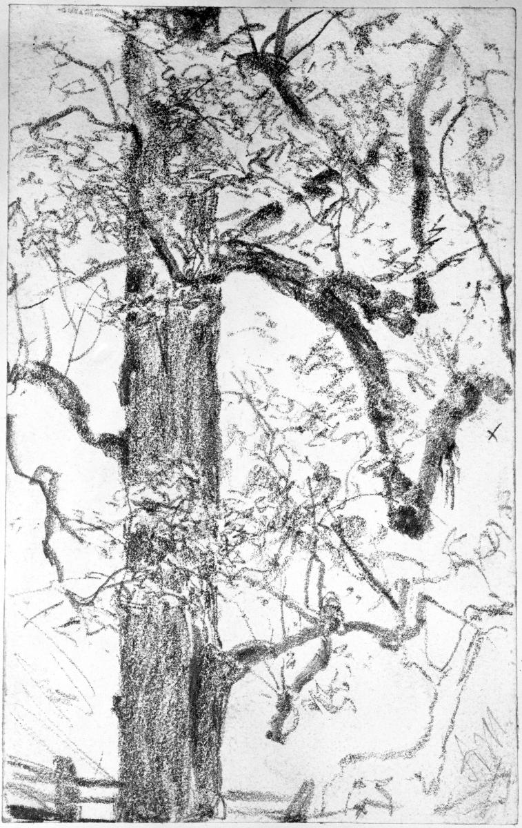 Belaubter Baum, unten der obere Rand eines Zaunes