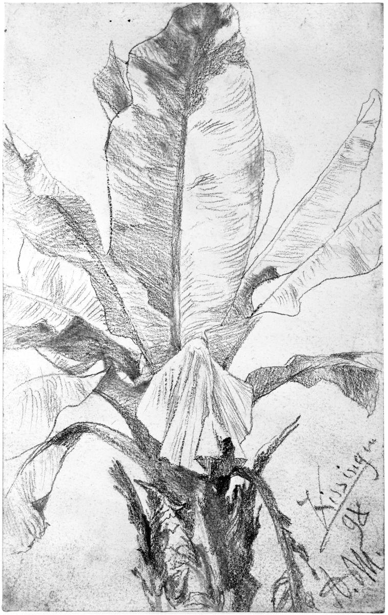 Palmenkrone