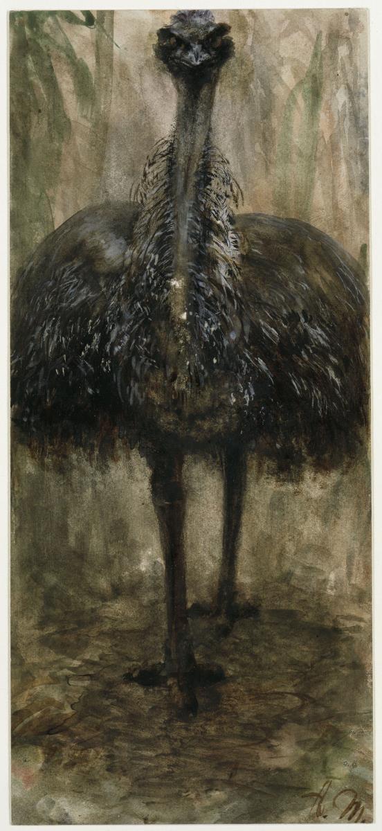 Der Emu. Aus dem "Kinderalbum"