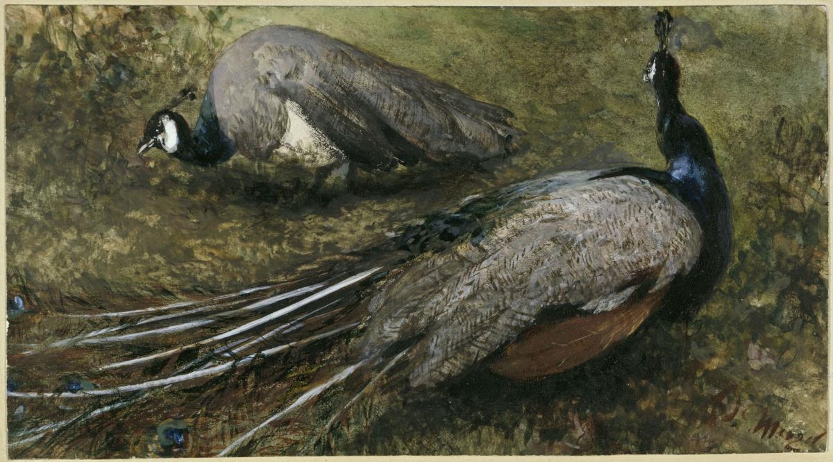 Die zwei Pfauen. Aus dem "Kinderalbum"