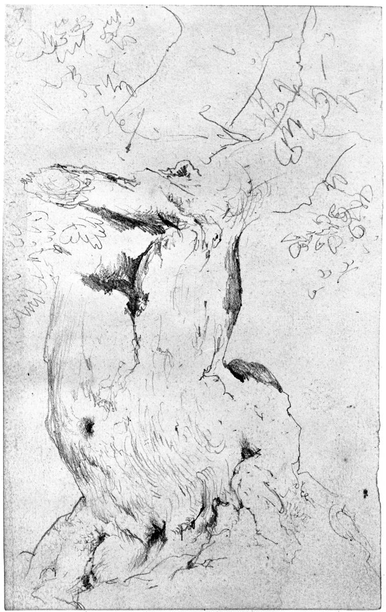 Dicker Baumstamm