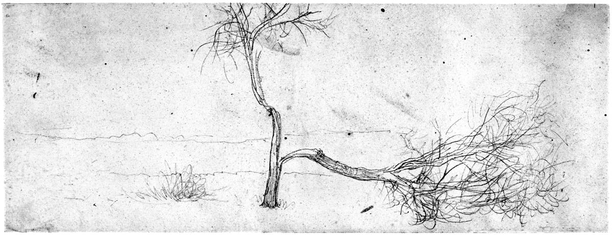Zersplitterter Baum