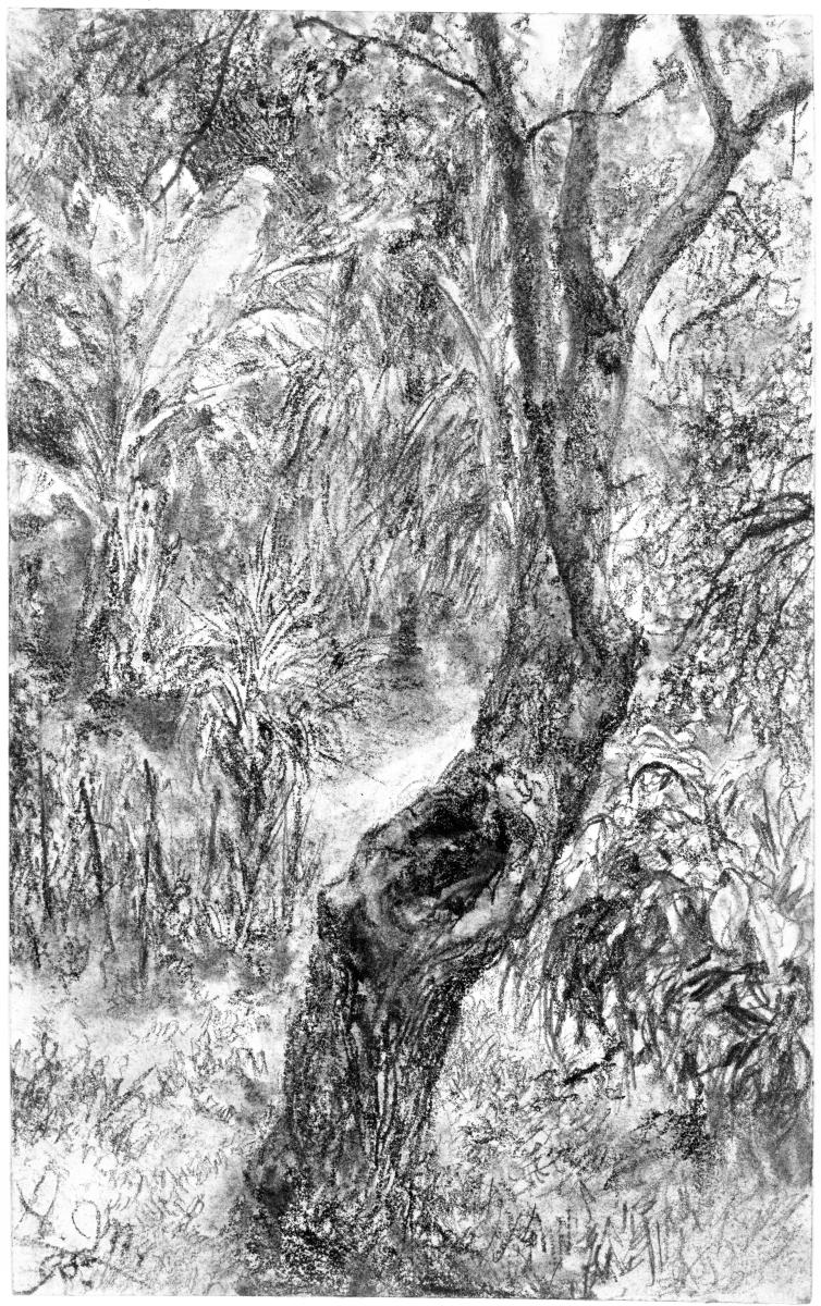 Blick in einen verwilderten Garten, vorn ein verkrüppelter Baum