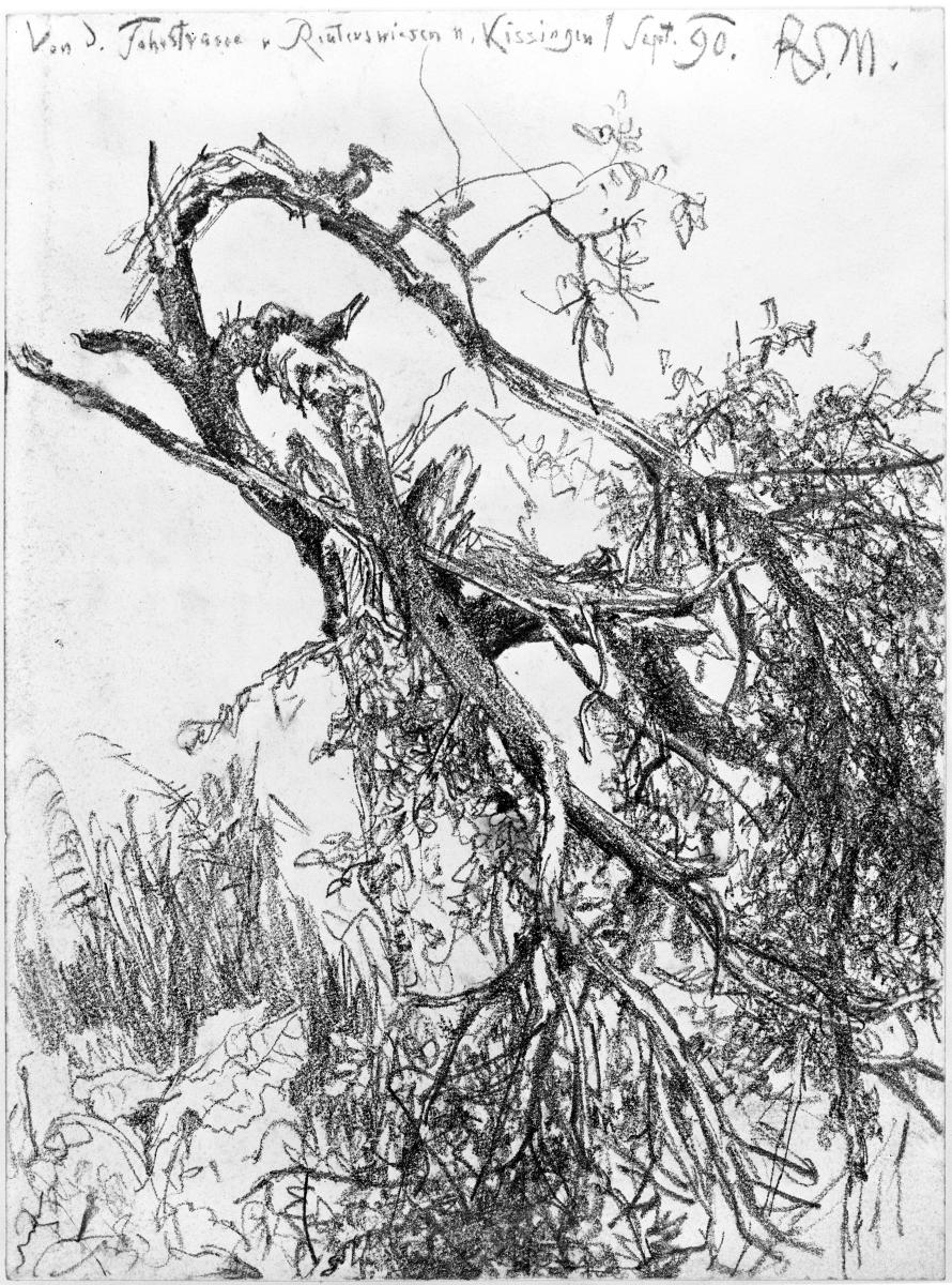 Alter Baum mit geknickten Ästen