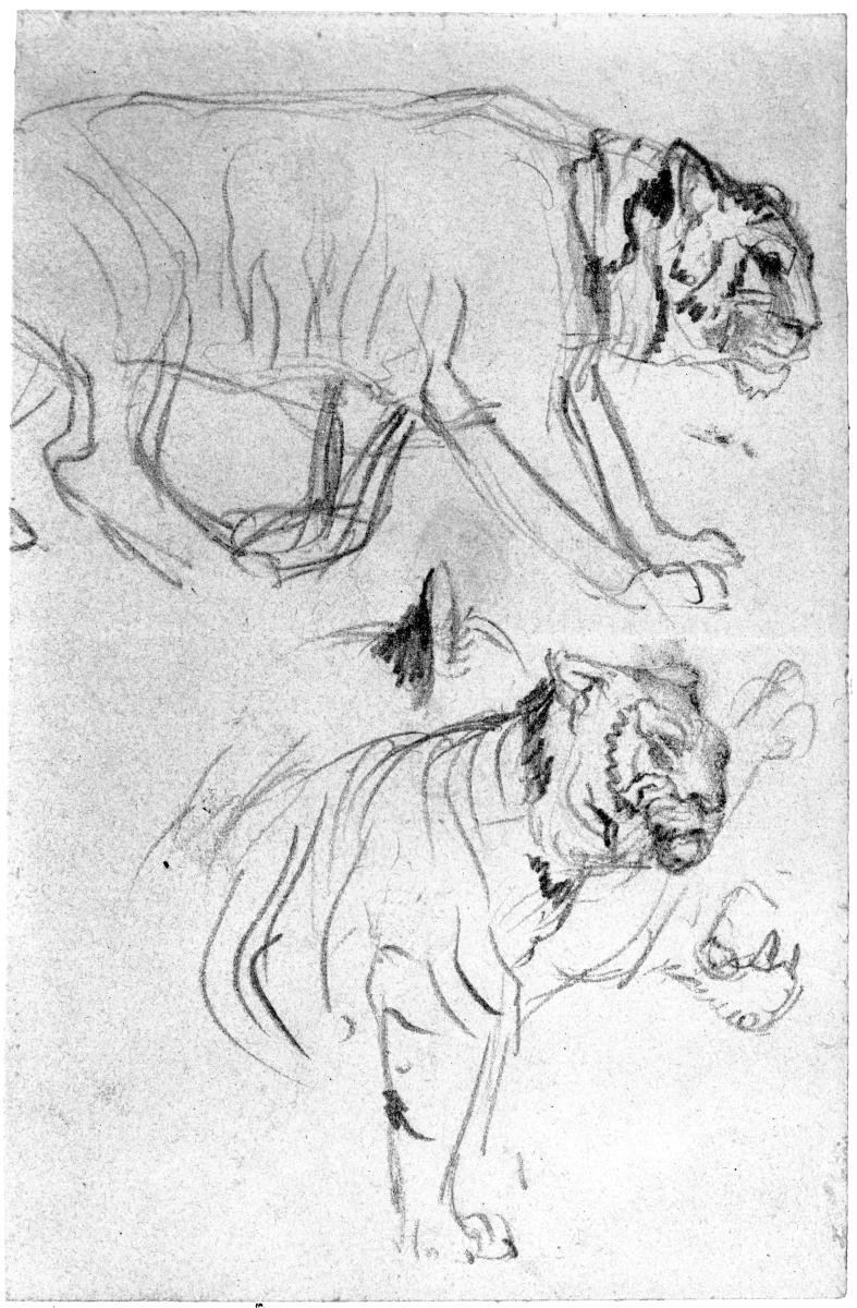 Zwei Tigerstudien