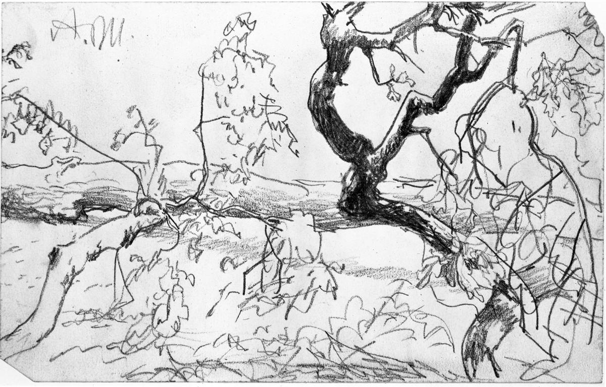 Umgestürzter Baum mit Ästen und Laub