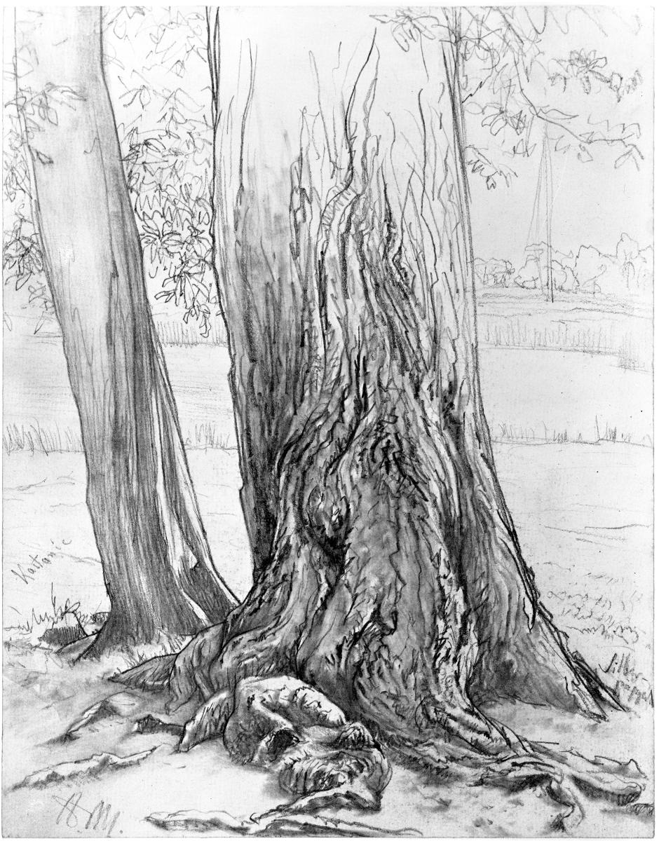 Stämme von Kastanie und Silberpappel vor Landschaft