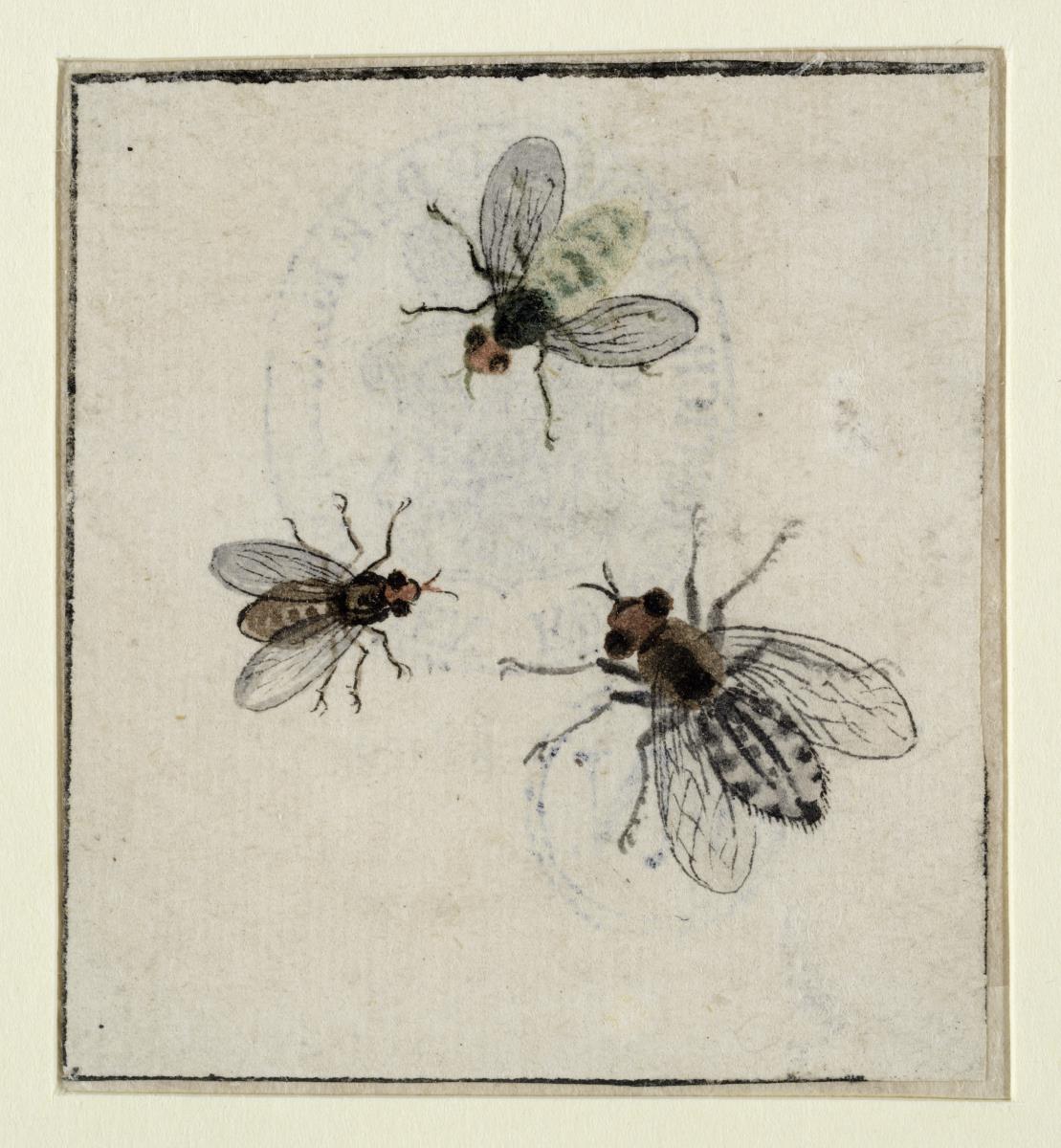 Drei Fliegen, einander zugewandt