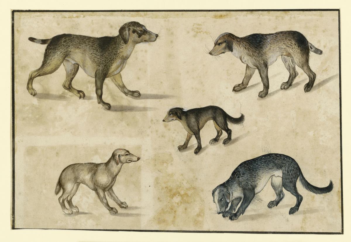 Fünf Hunde, einander zugewandt
