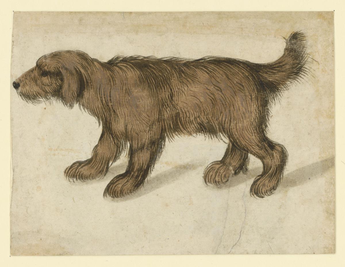 Langhaariger Hund, nach links