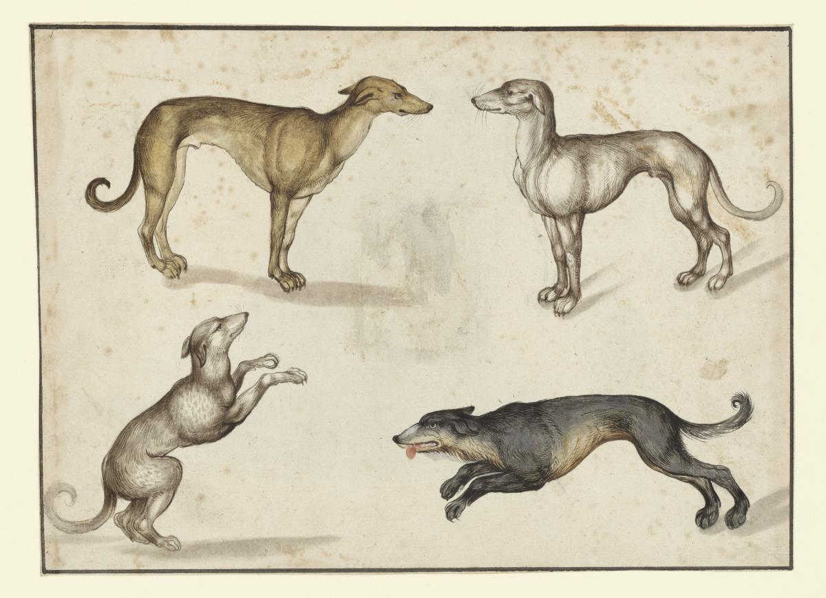 Vier einander zugewandte Hunde